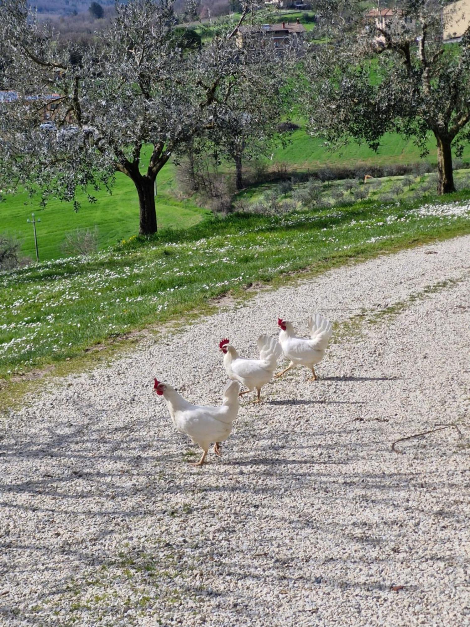 Agriturismo Val Della Pieve 앙기아리 외부 사진
